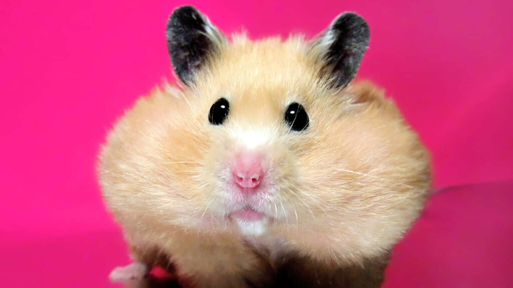 Adorable Fluffy Hamster Wallpaper with Cute Wide Eyes on Pink Background