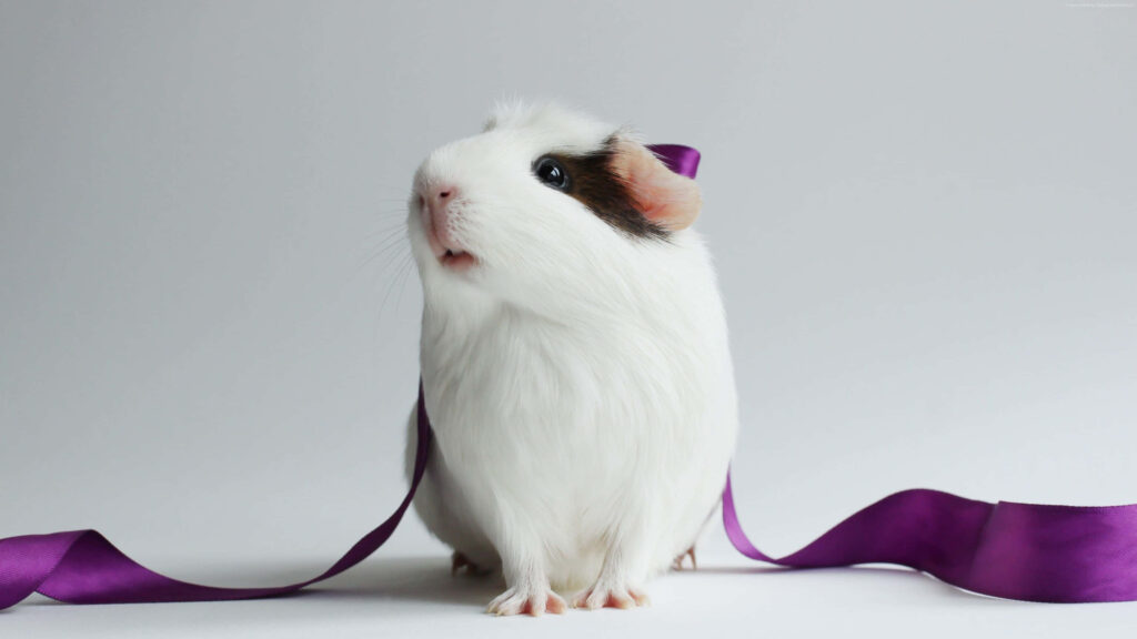 Adorable Fluffy Hamster with Purple Ribbon in Soft Background Wallpaper
