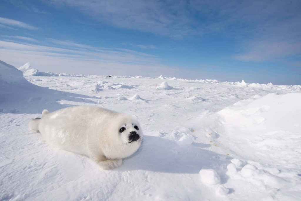 Adorable fluffy Harp Seal pup resting on snowy Arctic ice under bright blue sky wallpaper