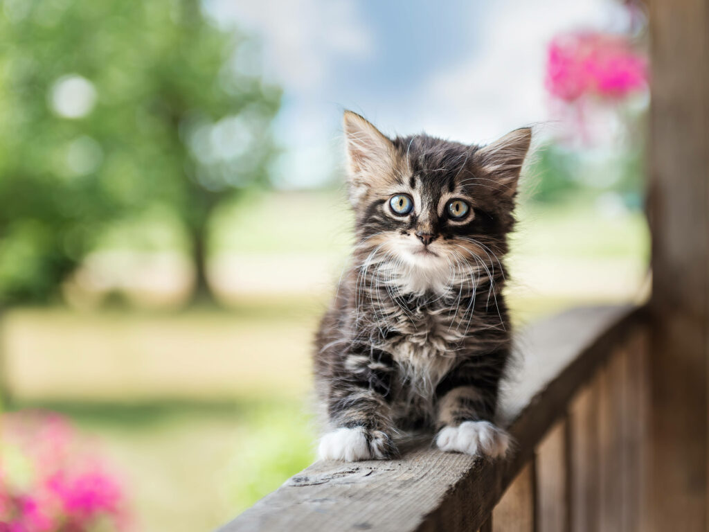 Adorable Fluffy Kitten Balancing on Fence with Vibrant Blooms Wallpaper
