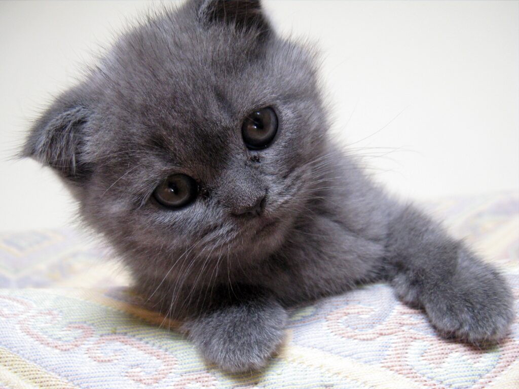 Adorable Fluffy Kitten Close-Up on Soft Woolen Background Wallpaper