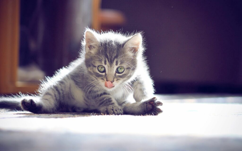 Adorable Fluffy Kitten Licking Paw - Cozy Wallpaper Background