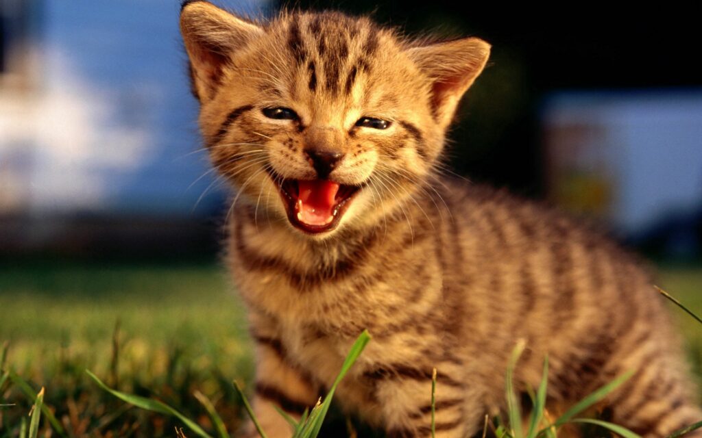 Adorable Fluffy Kitten Meowing - Cheerful Outdoor Background Wallpaper