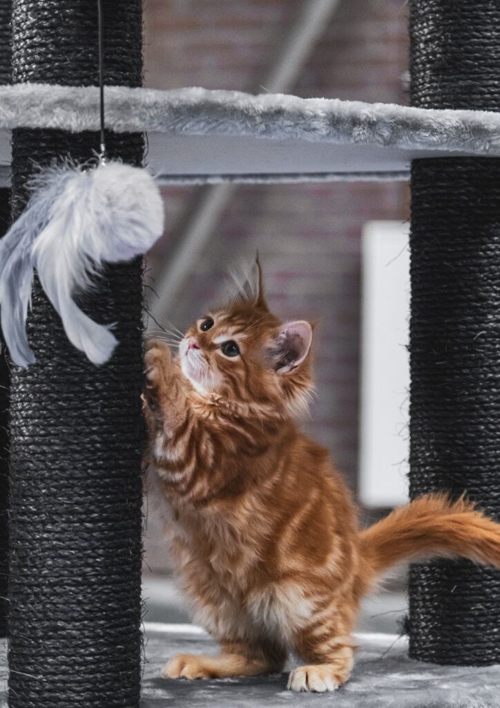 Adorable Kitten Playing with Feather Toy - Cute Pet Wallpaper