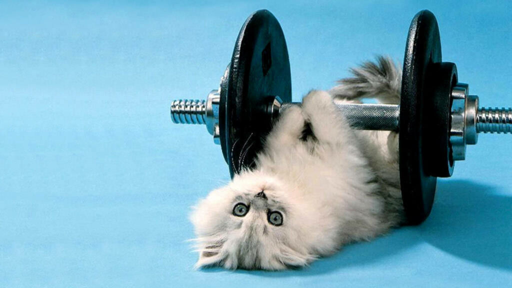 Fluffy White Kitten Plays with Dumbbell - Cute Wallpaper Background