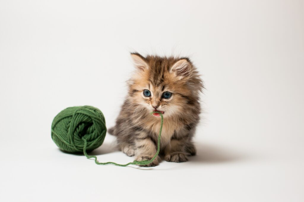 Playful Fluffy Kitten with Green Thread on White Background Wallpaper