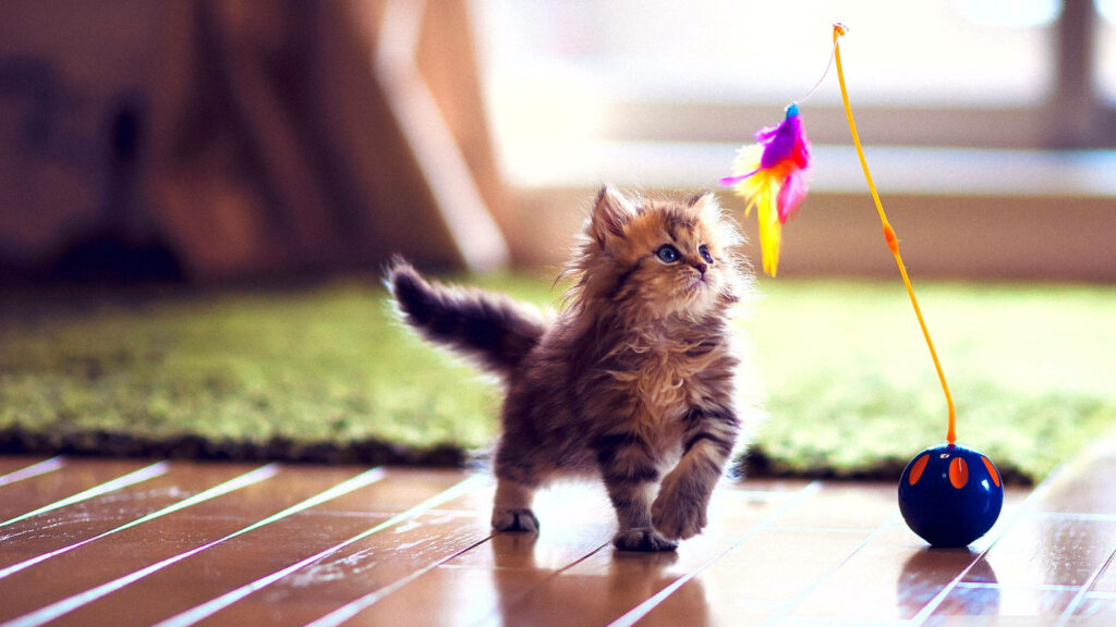Adorable Kitten Plays with Toy Fish on Sunny Wooden Floor Wallpaper