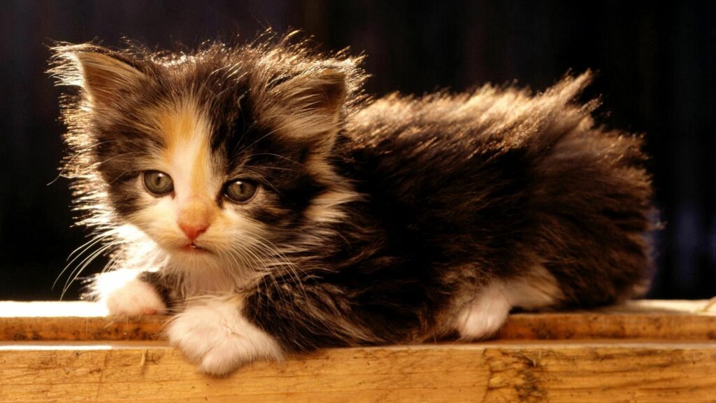 Charming Fluffy Kitten Wallpaper - Warm Light & Spotted Coat