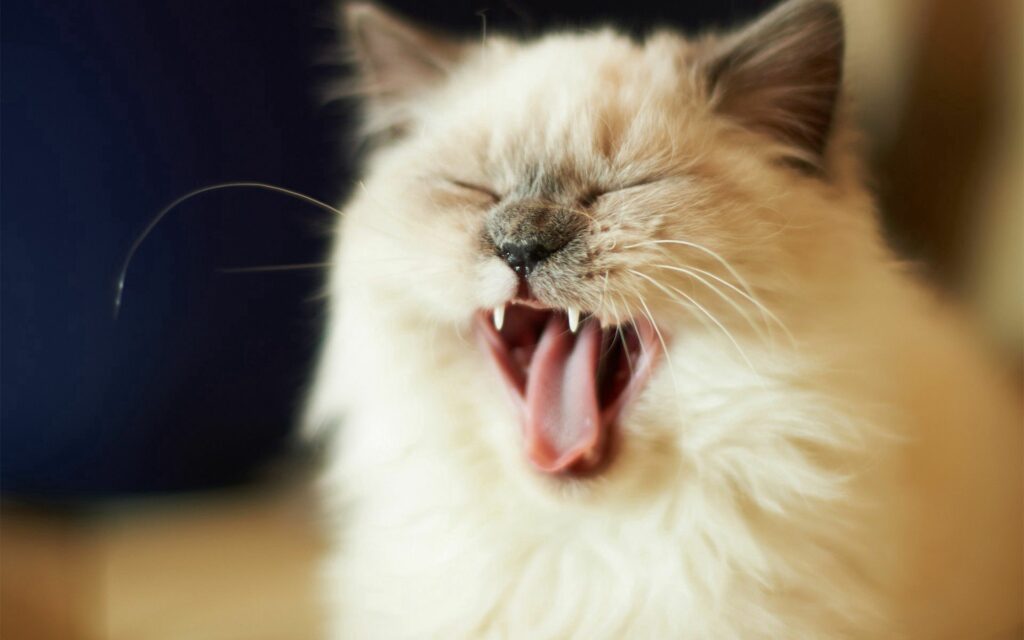 Adorable Fluffy Kitten Yawning - 1920x1200 Wallpaper Background