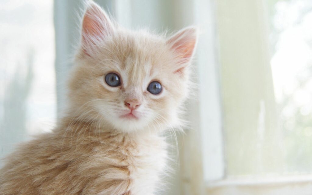Fluffy Kitten Wallpaper: Cute 2560x1600 Background for Cat Lovers