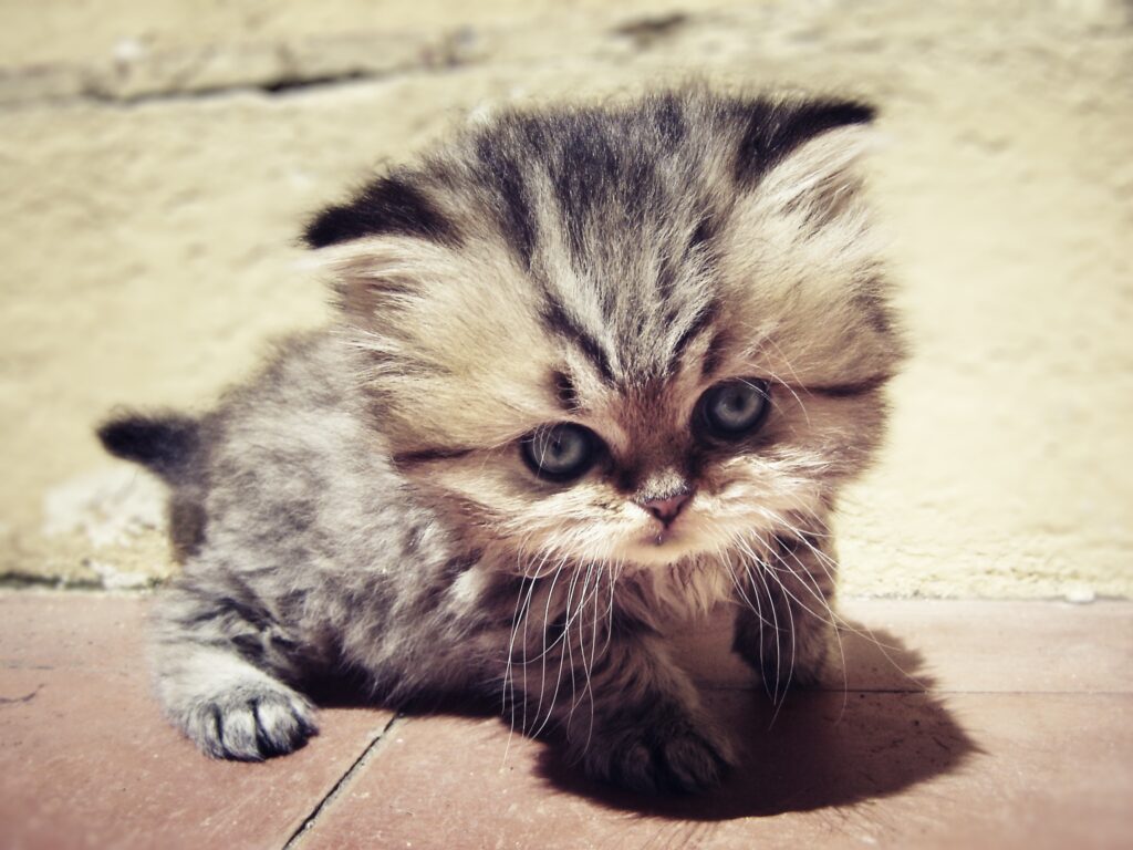 Adorable Fluffy Kitten Wallpaper: Heartwarming & Captivating Gaze