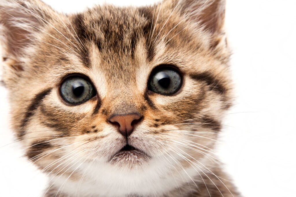 Adorable Fluffy Kitten Close-Up Wallpaper with Serene Background