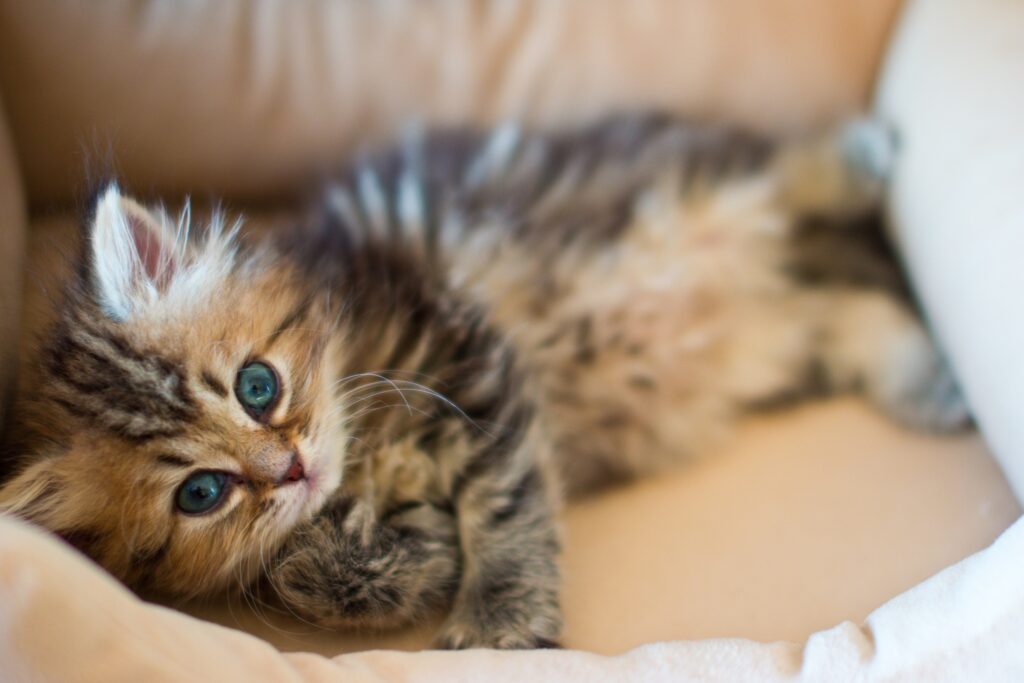 Adorable Fluffy Kitten Wallpaper - Cozy Heartwarming Scene