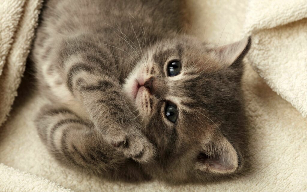 Adorable Fluffy Kitten on Soft Blanket - Cute Cozy Wallpaper