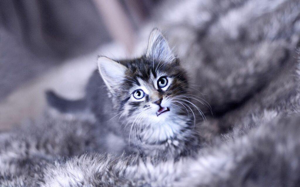 Adorable Fluffy Kitten Meowing - Cozy 1920x1200 Wallpaper