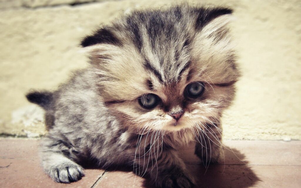 Charming Fluffy Kitten Wallpaper: Cute & Inquisitive Animal Art