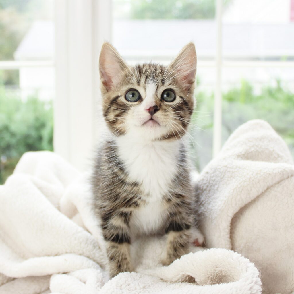 Adorable Fluffy Kitten on Soft Blanket - Perfect Pet Wallpaper