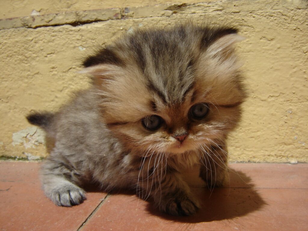 Adorable Fluffy Kitten Wallpaper: Cute & Curious Feline Background