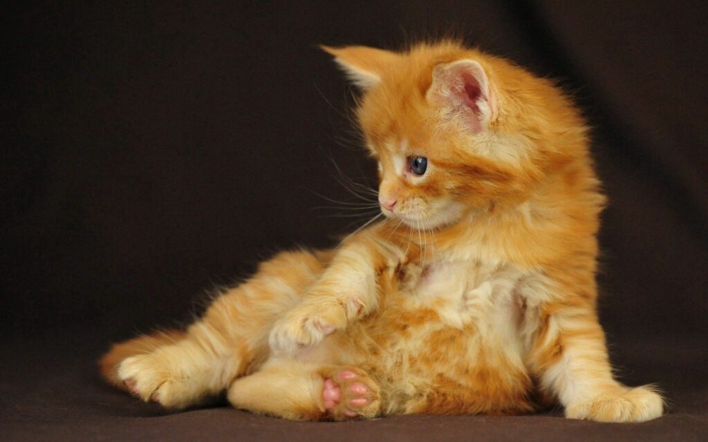 Adorable Fluffy Kitten Wallpaper - Playful Striped Background Charm