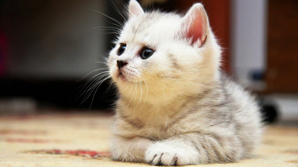 Adorable Fluffy Kitten Wallpaper - Silvery Coat & Cute Expression