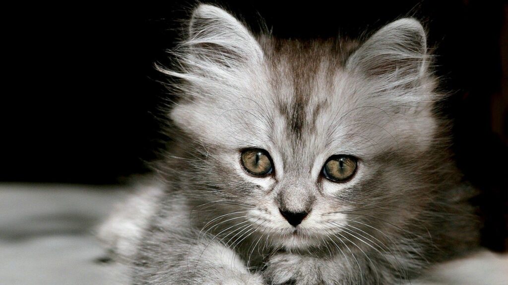 Adorable Silvery-Grey Kitten Wallpaper - Captivating Portrait