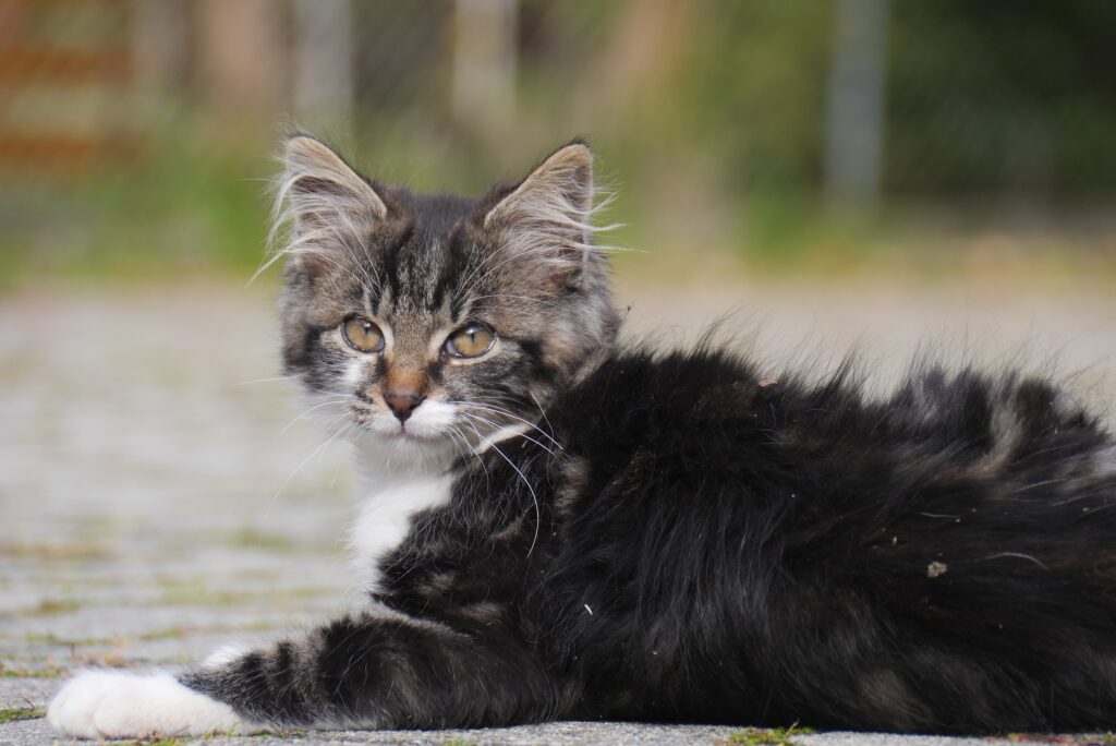 Adorable Fluffy Kitten Wallpaper: Soft Fur & Curious Expression