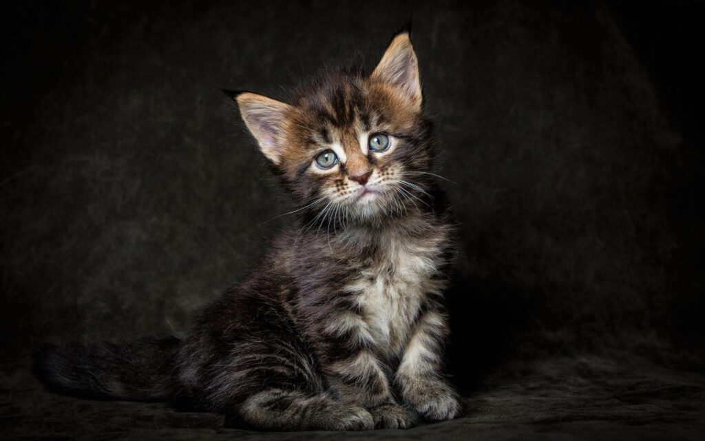 Fluffy Kitten with Striking Eyes Against Dark Background Wallpaper