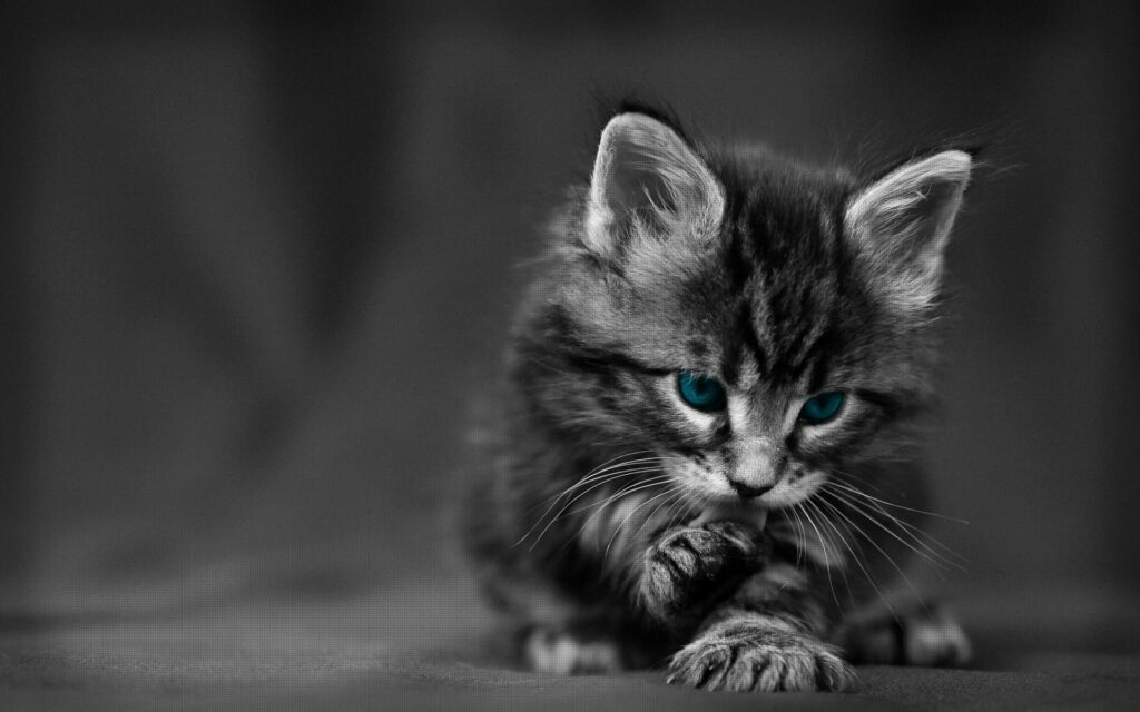 Adorable Fluffy Kitten with Blue Eyes in Serene Grooming Scene Wallpaper