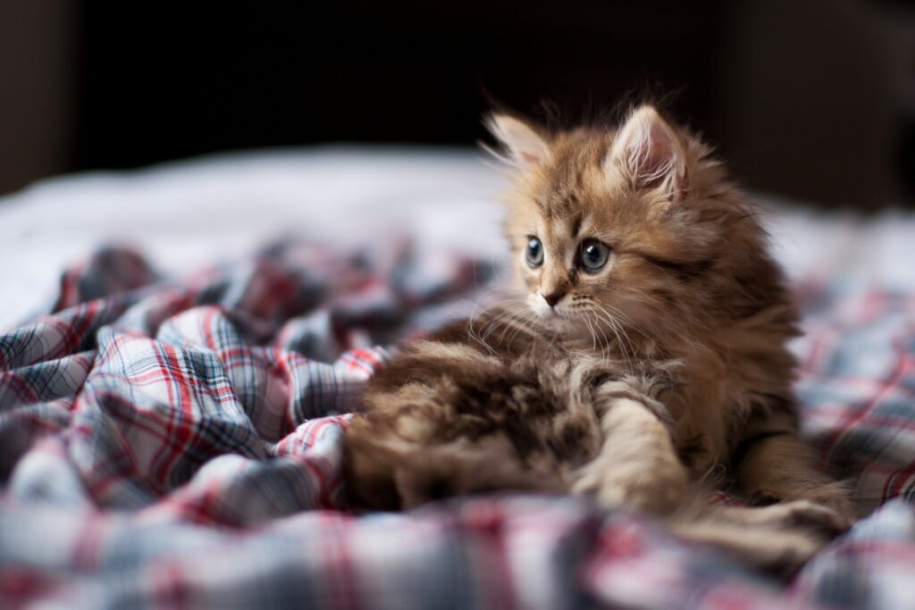 Adorable Fluffy Kitten Surprised on Soft Plaid Wallpaper Background