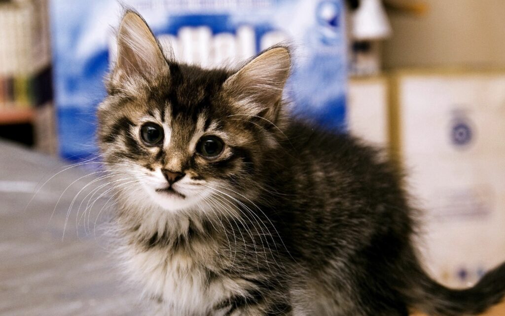 Adorable Fluffy Kitten Wallpaper for a Cute Device Background