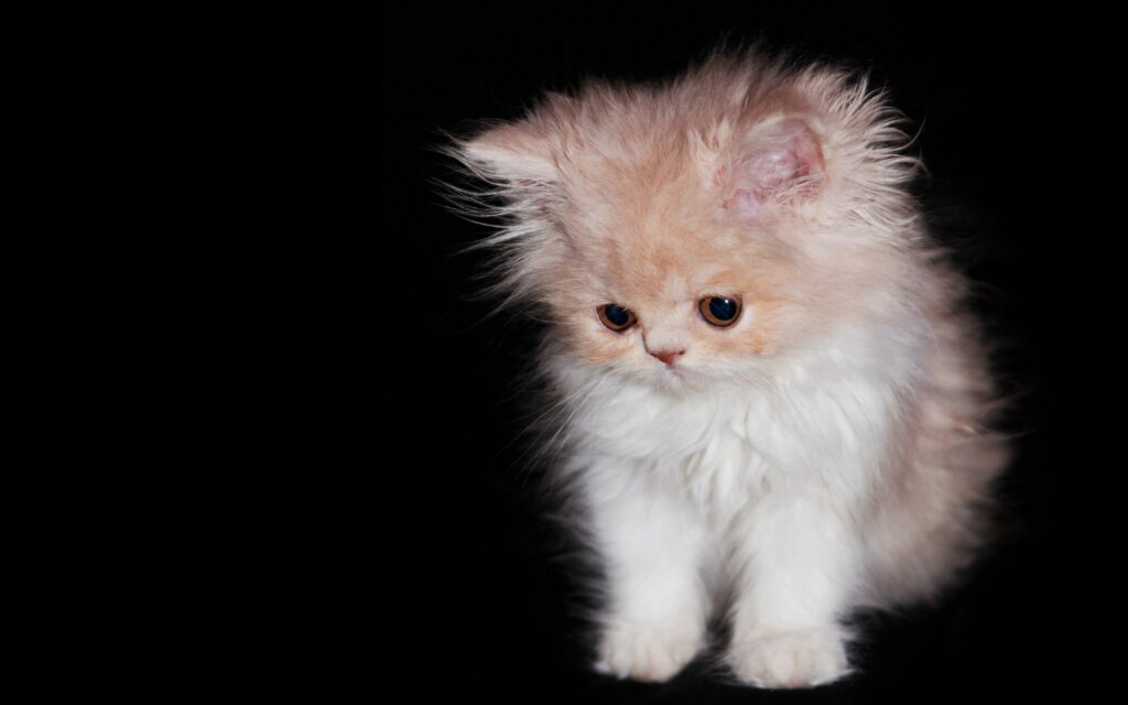 Adorable Fluffy Kitten Wallpaper on Dark Background
