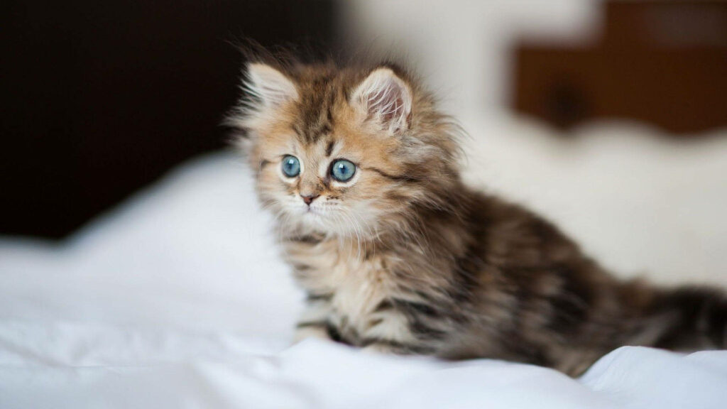 Charming Blue-Eyed Kitten Wallpaper on Soft White Bedsheet