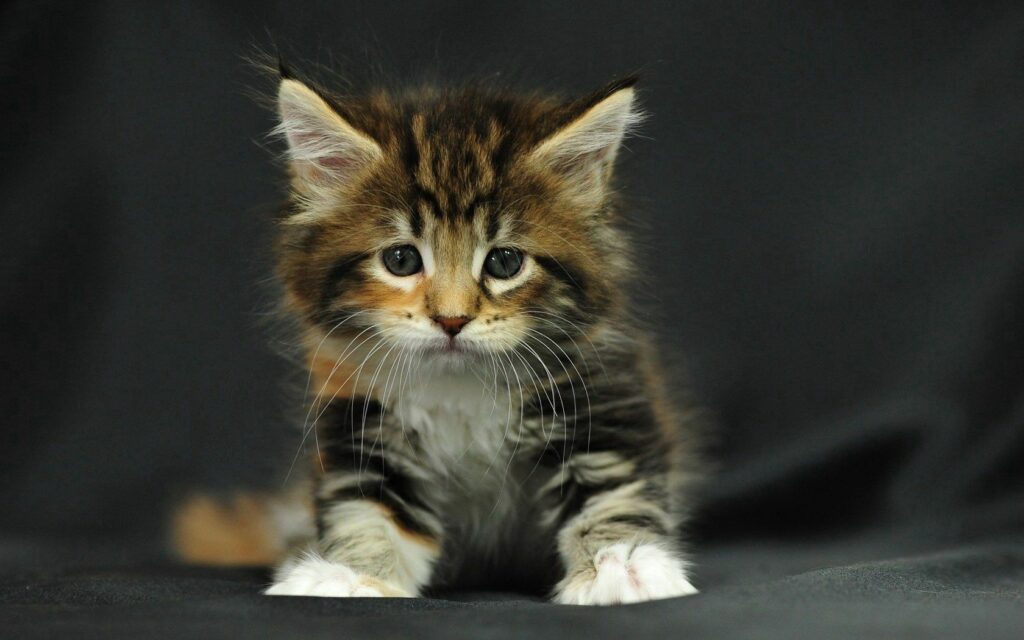 Adorable Fluffy Kitten Wallpaper with Spotted Coat on Dark Background