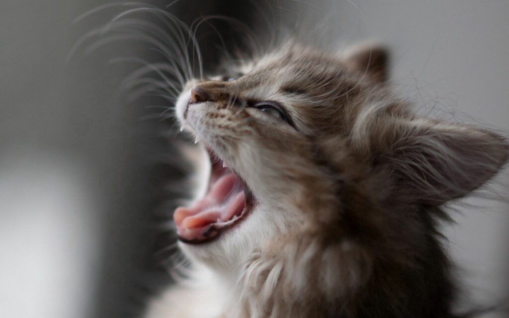 Adorable Fluffy Kitten Yawning - 1920x1200 Wallpaper Background