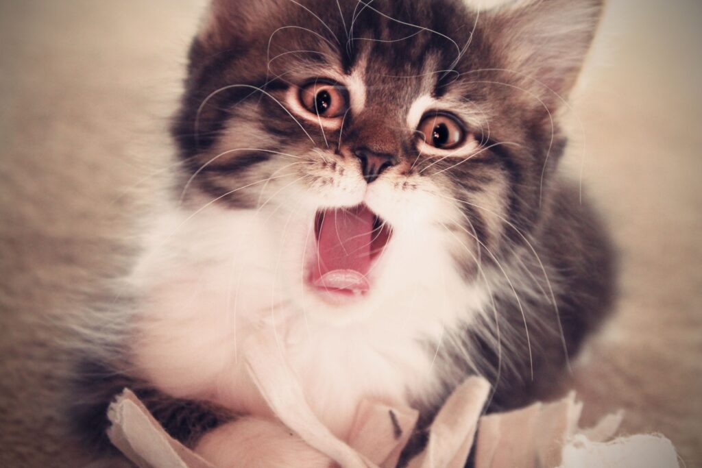 Adorable Fluffy Kitten Yawning - Heartwarming Wallpaper Background