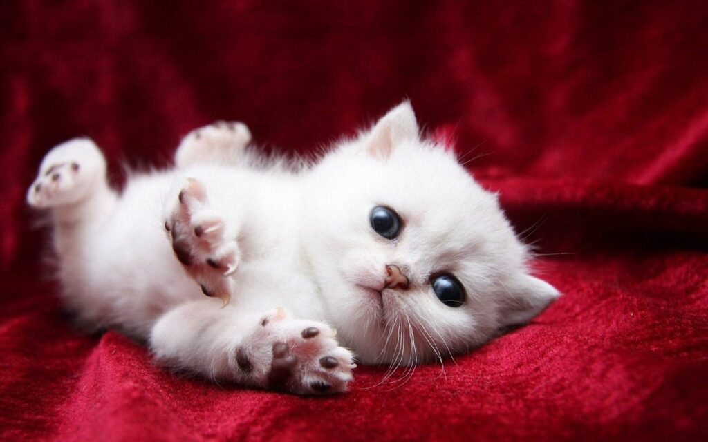 Adorable Fluffy Kitten on Luxurious Red Velvet Background Wallpaper