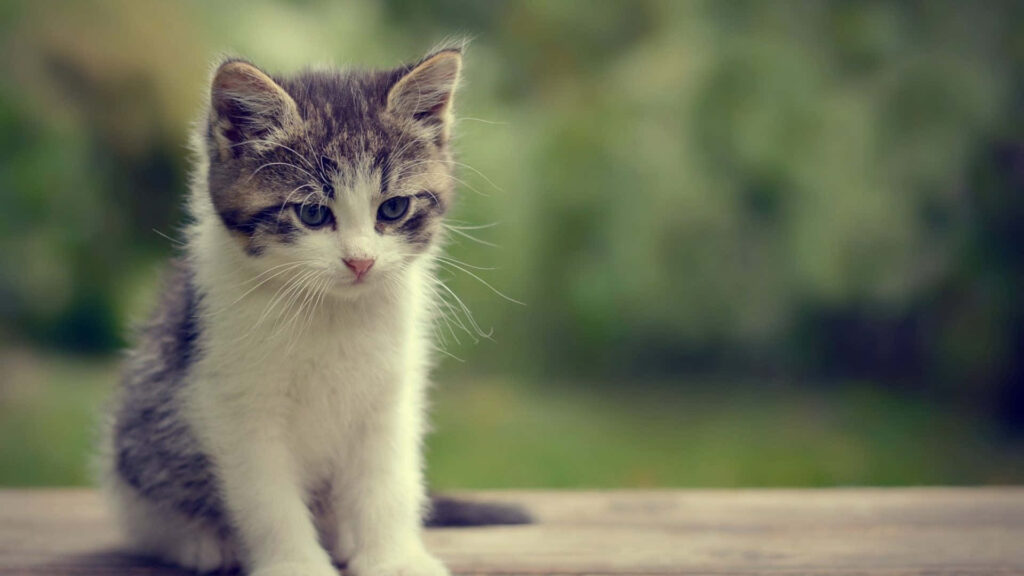 Charming Fluffy Kitten on Wooden Table with Soft Green Background Wallpaper