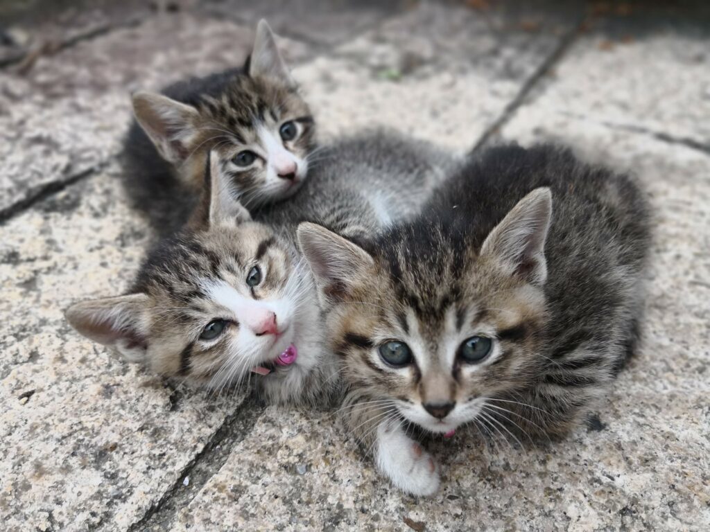 Adorable Kittens Huddled Together - Heartwarming Cat Wallpaper