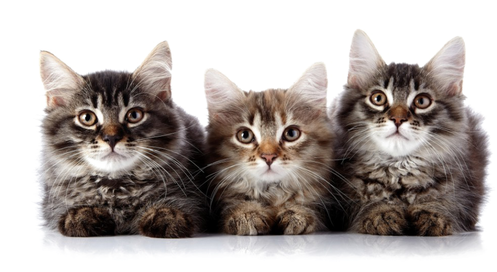 Adorable Kittens in a Row: Fluffy Fur & Playful Expressions Wallpaper