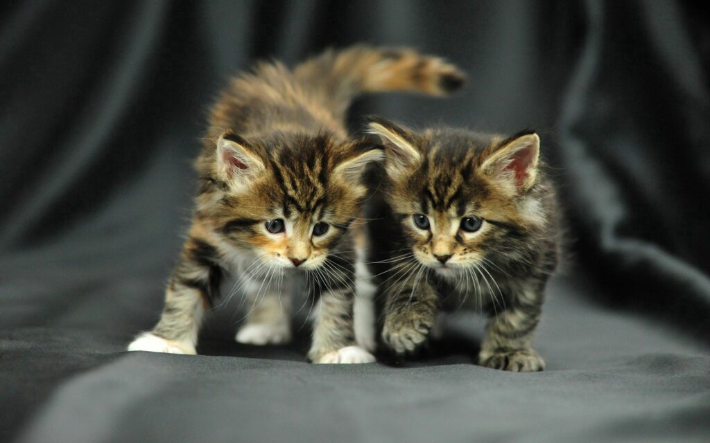 Adorable Fluffy Kittens Playful Together - Cozy Dark Background Wallpaper