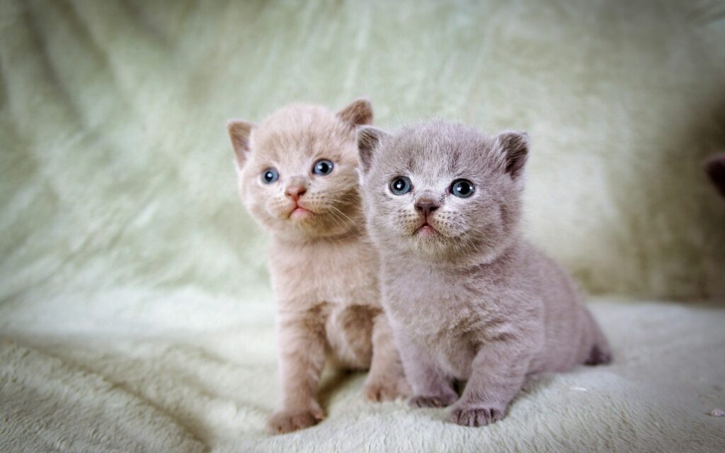 Charming Fluffy Kittens Wallpaper on Soft Green Background