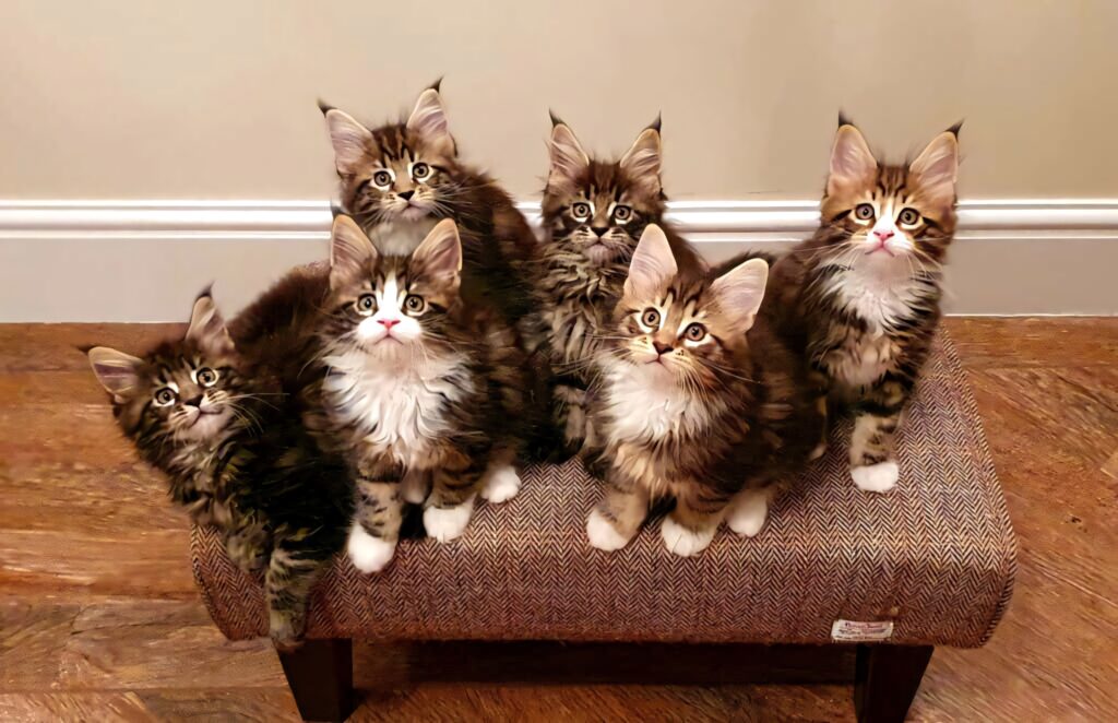 Adorable Fluffy Kittens Wallpaper: Cute Striped & White Fur Joy