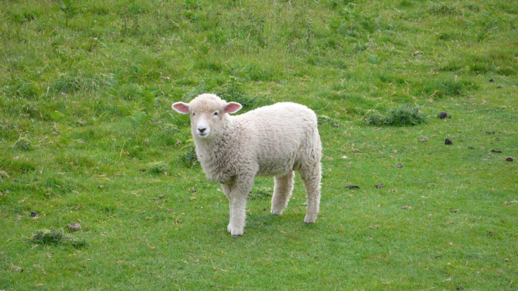 Adorable Fluffy Lamb on Lush Grass - Serene Nature Background Wallpaper