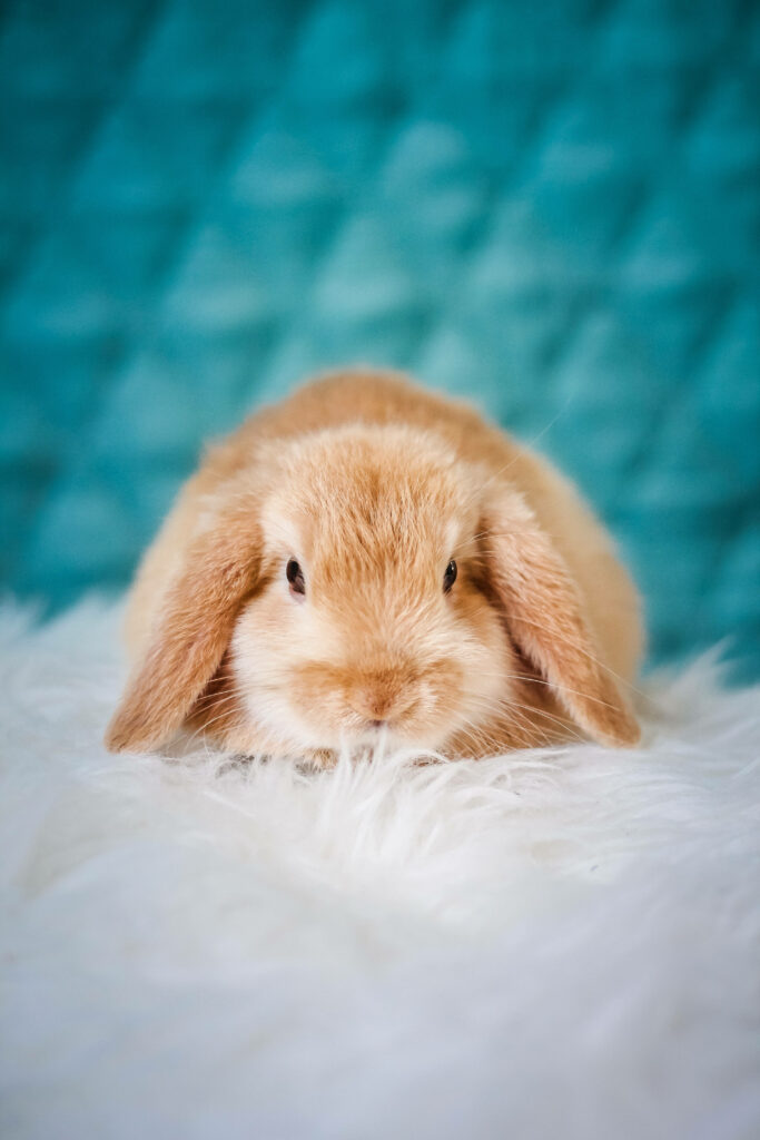 Adorable Mini Rabbit Wallpaper: Fluffy with Red-Orange Coat on Teal