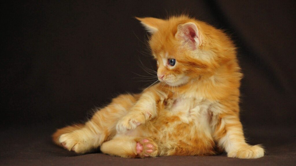 Adorable Orange Kitten Wallpaper: Fluffy Cutie on Dark Background