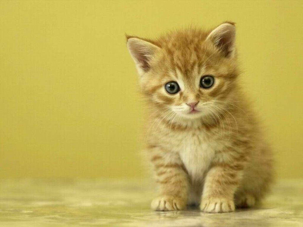 Fluffy Orange Kitten Wallpaper: Cute & Cozy Background Design