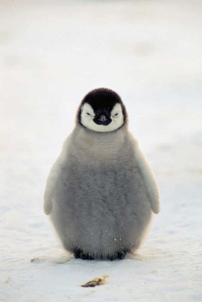 Adorable Fluffy Penguin Chick Wallpaper on Serene Snowy Background