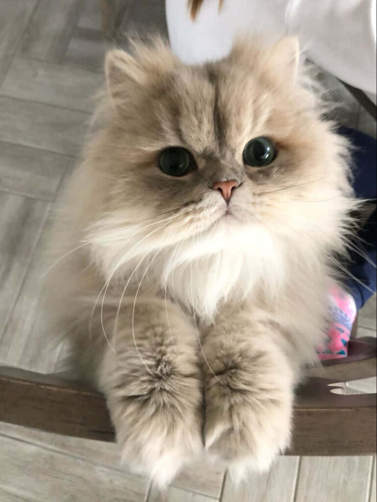 Adorable Persian Cat Wallpaper: Cozy Beige Fur & Big Eyes