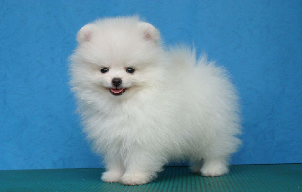 Adorable Fluffy Pomeranian Puppy Wallpaper on Blue Background