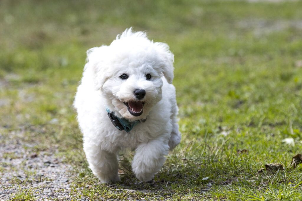 Fluffy Puppy Running in Lush Green Landscape - Playful Innocence Wallpaper